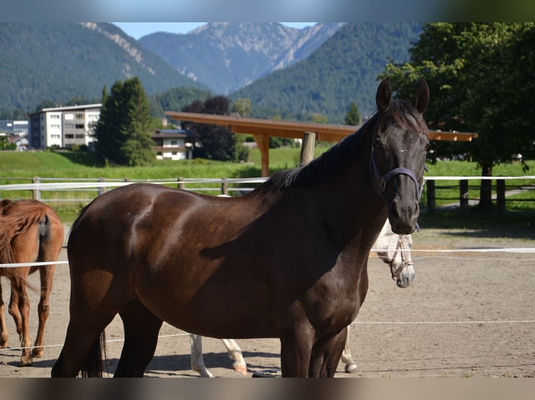 Thoroughbred Gelding 12 years 15,2 hh Bay-Dark in Reutte