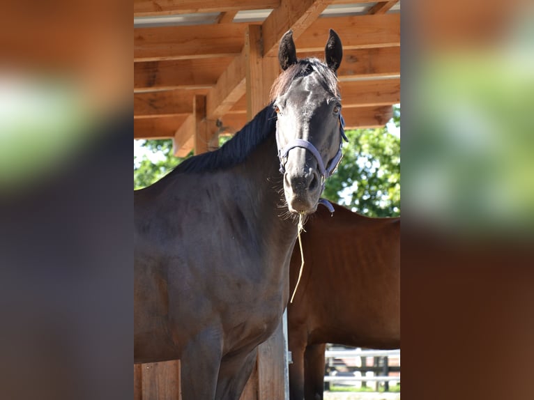 Thoroughbred Gelding 12 years 15,2 hh Bay-Dark in Reutte