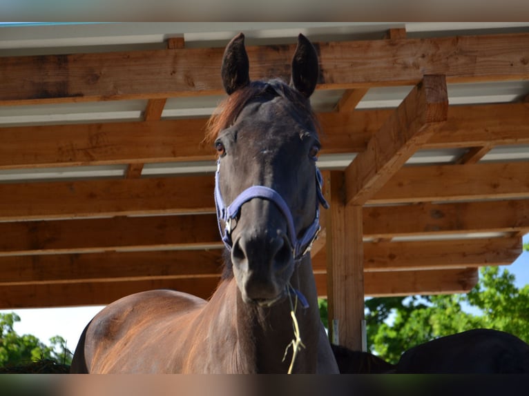 Thoroughbred Gelding 12 years 15,2 hh Bay-Dark in Reutte