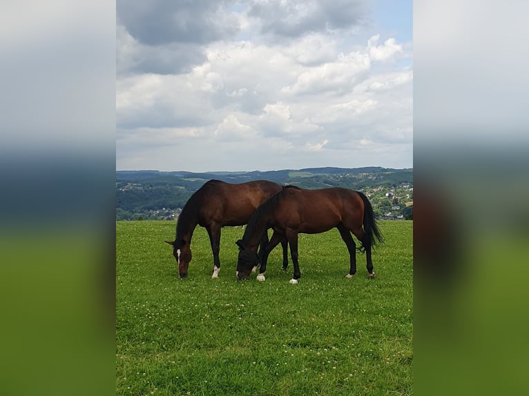Thoroughbred Gelding 12 years 15,2 hh Bay-Dark in Windeck