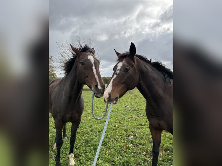Thoroughbred Gelding 12 years 15,2 hh Bay-Dark in Windeck