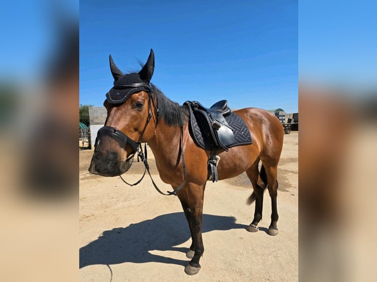 Thoroughbred Gelding 12 years 15,3 hh Bay in Bedburg