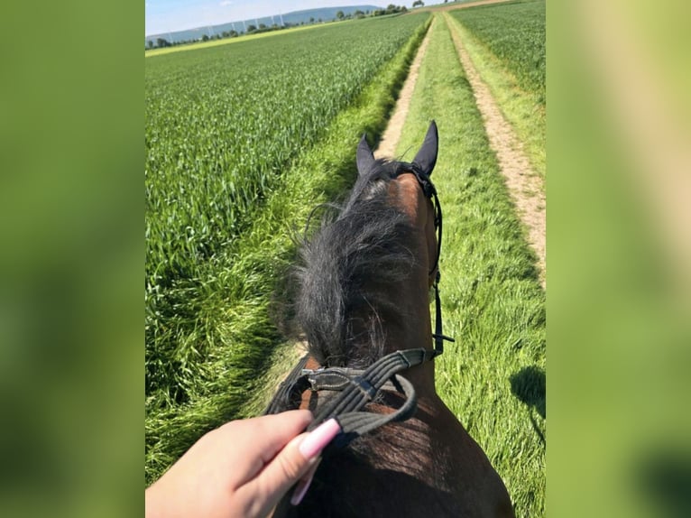 Thoroughbred Gelding 12 years 15,3 hh Bay in Bedburg