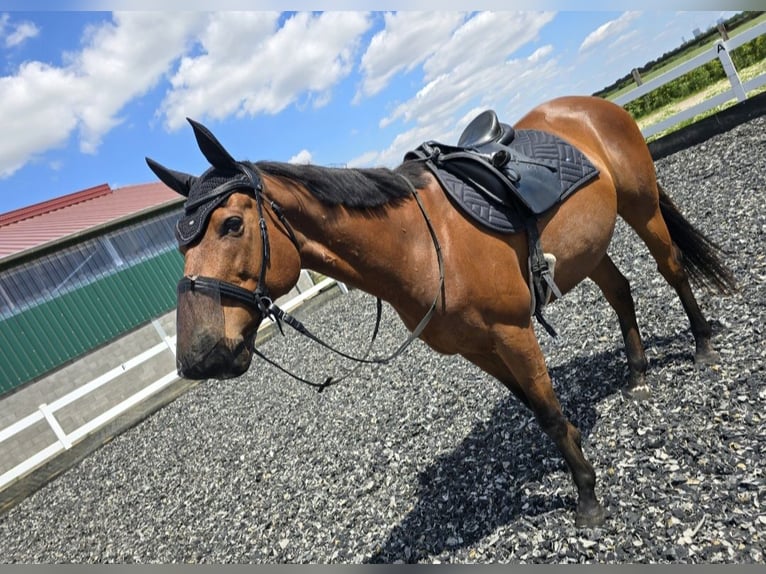 Thoroughbred Gelding 12 years 15,3 hh Bay in Bedburg