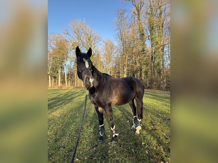 Thoroughbred Gelding 12 years 16.1 hh Black in St. Gallen