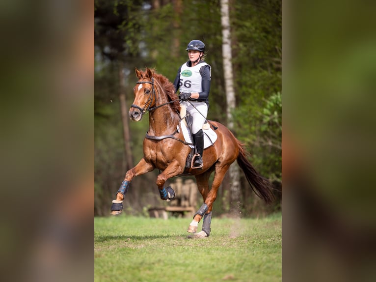 Thoroughbred Gelding 12 years 16,1 hh Chestnut-Red in Langenhagen