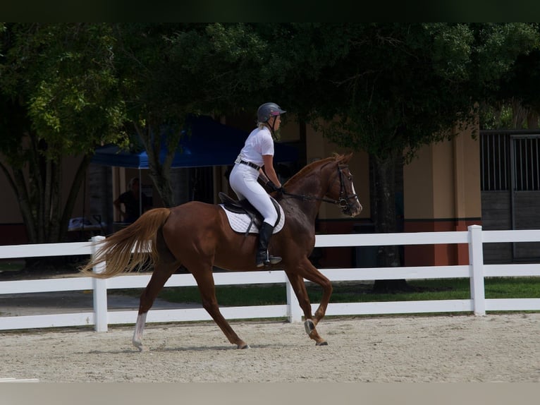 Thoroughbred Gelding 12 years 16.2 hh Chestnut in Fort Lauderdale