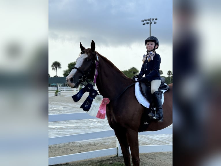 Thoroughbred Gelding 12 years 16.2 hh Chestnut in Fort Lauderdale