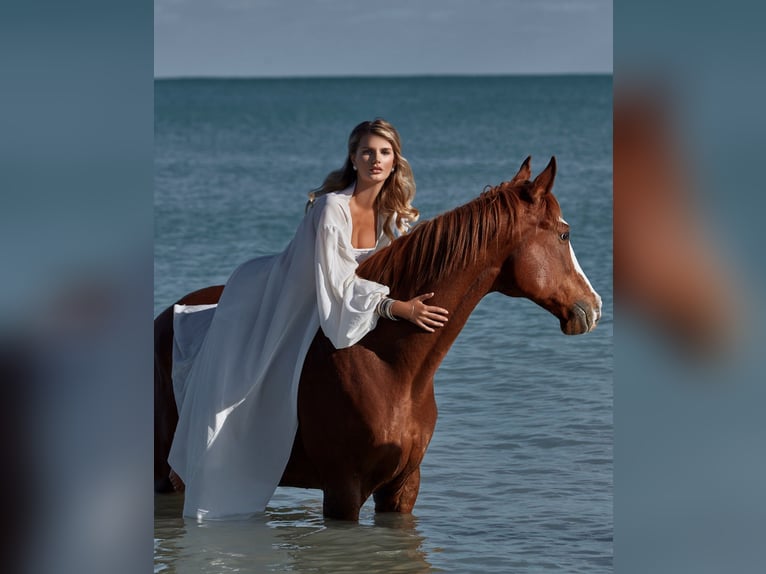 Thoroughbred Gelding 12 years 16.2 hh Chestnut in Fort Lauderdale