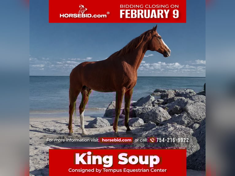 Thoroughbred Gelding 12 years 16.2 hh Chestnut in Fort Lauderdale