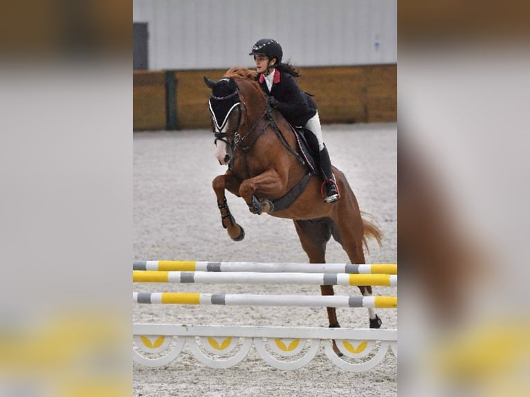 Thoroughbred Gelding 12 years 16.2 hh Chestnut in Fort Lauderdale