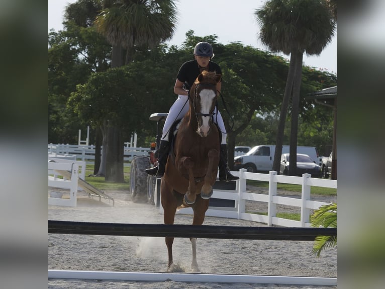 Thoroughbred Gelding 12 years 16.2 hh Chestnut in Fort Lauderdale