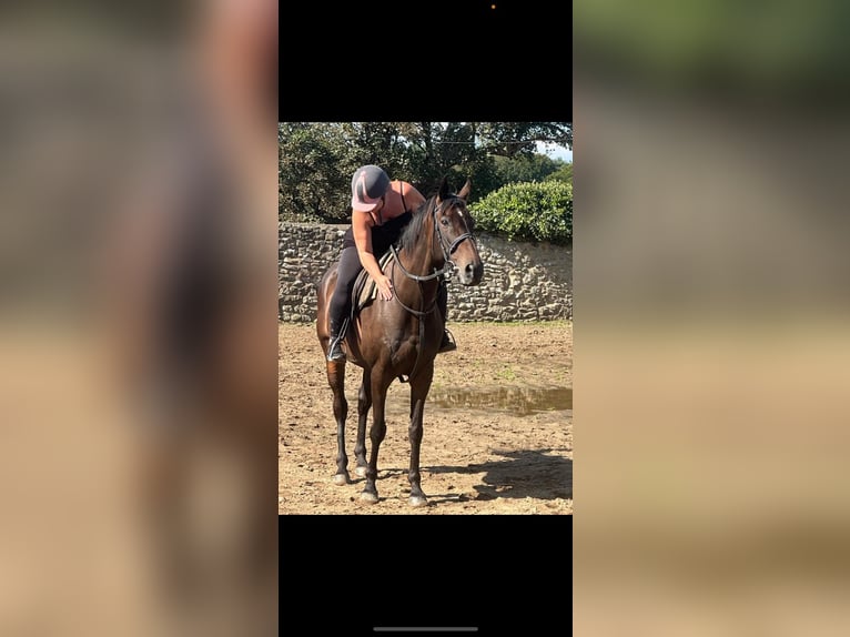Thoroughbred Gelding 12 years 16 hh Bay-Dark in reading