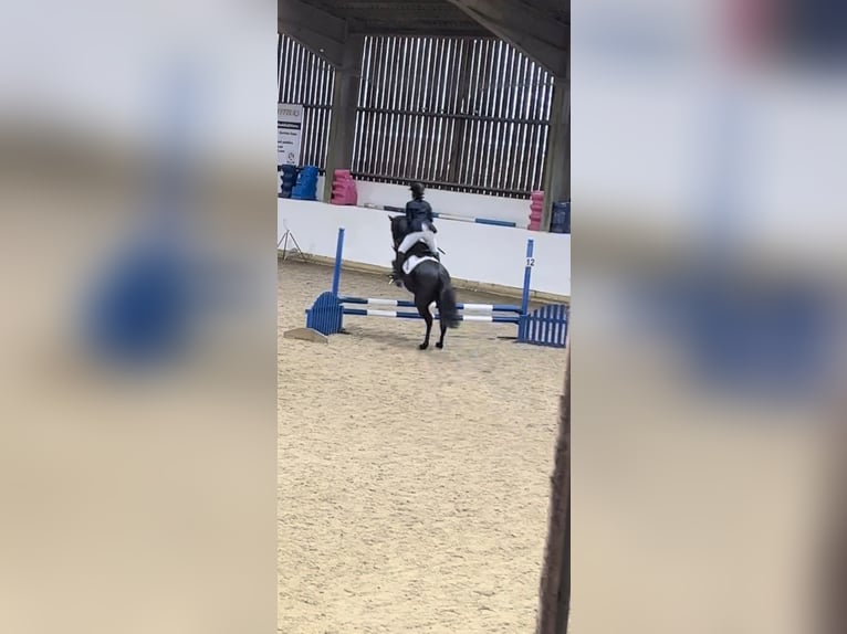 Thoroughbred Gelding 12 years 16 hh Bay-Dark in reading