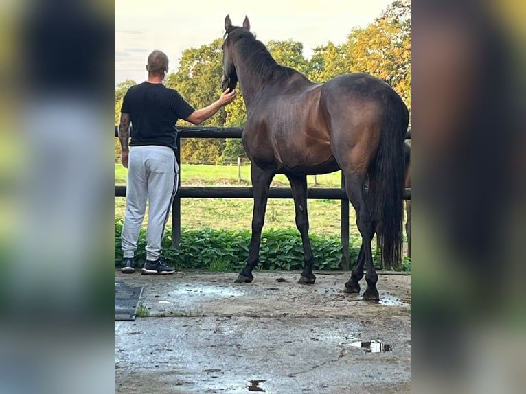 Thoroughbred Gelding 12 years 16 hh Bay-Dark in reading