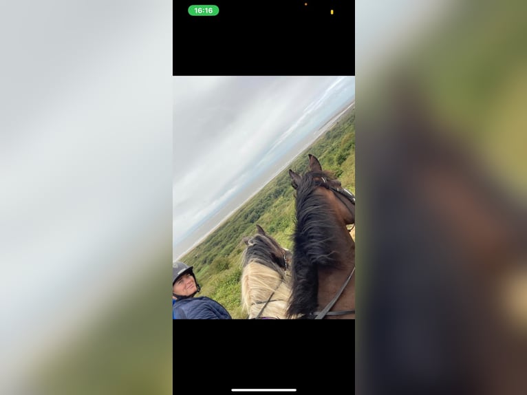 Thoroughbred Gelding 12 years 16 hh Bay-Dark in reading