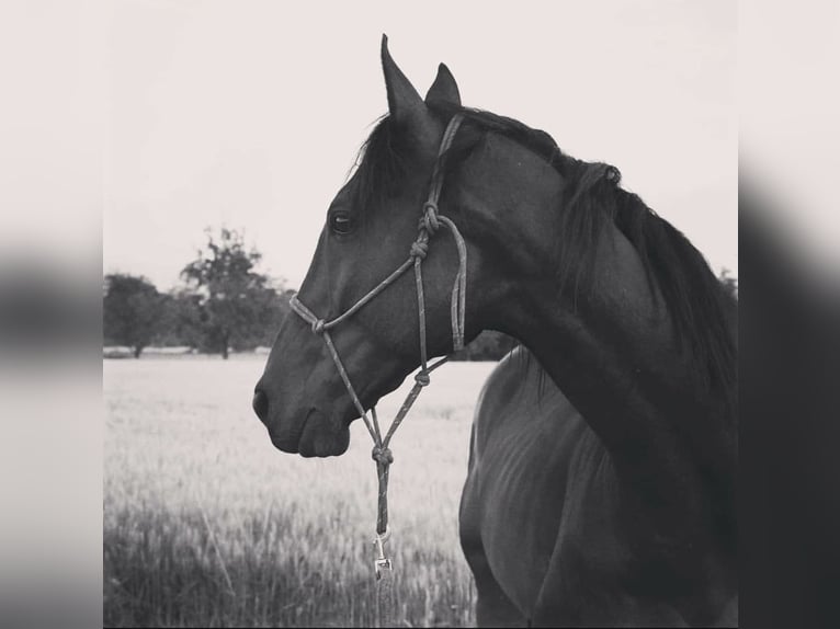 Thoroughbred Gelding 12 years 16 hh Bay-Dark in Mannheim