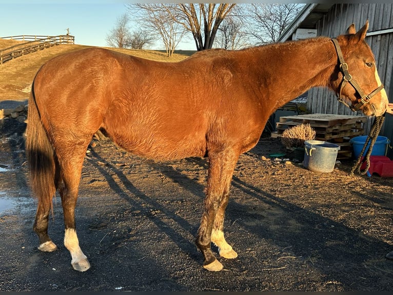 Thoroughbred Gelding 12 years 16 hh Bay in Hume, Virginia