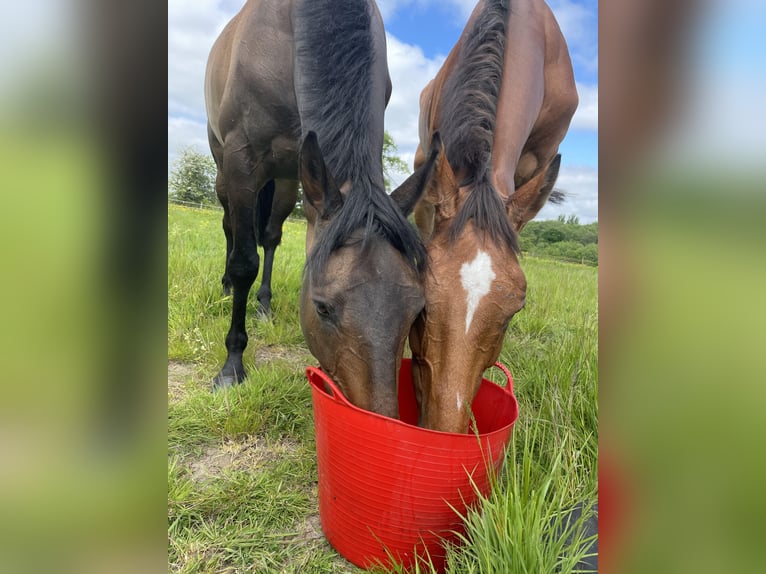 Thoroughbred Gelding 12 years 16 hh Bay in Caverswall