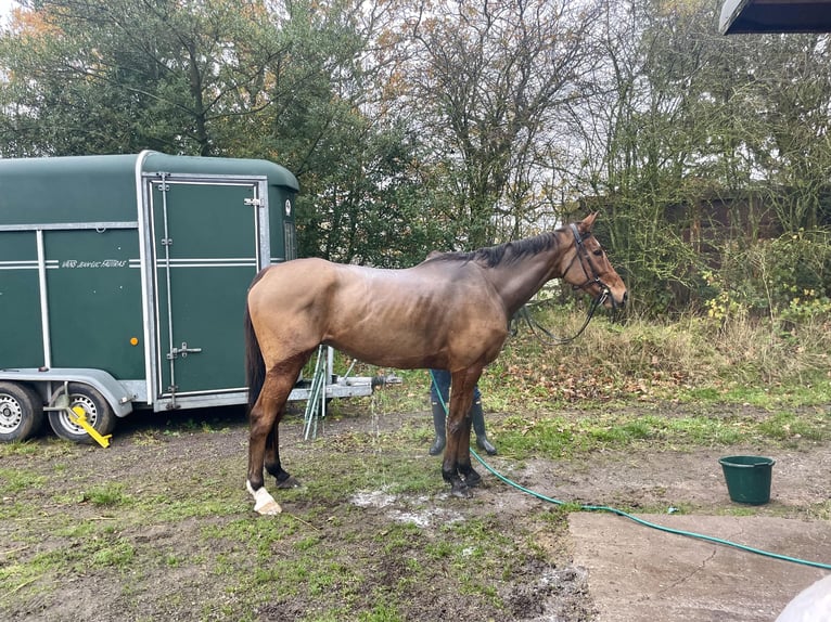 Thoroughbred Gelding 12 years 16 hh Bay in Caverswall