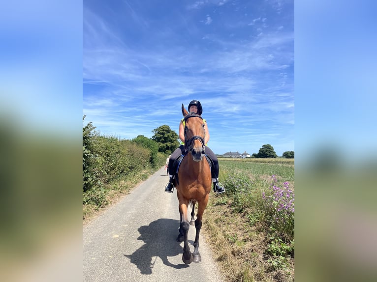 Thoroughbred Gelding 12 years 16 hh Bay in Kent