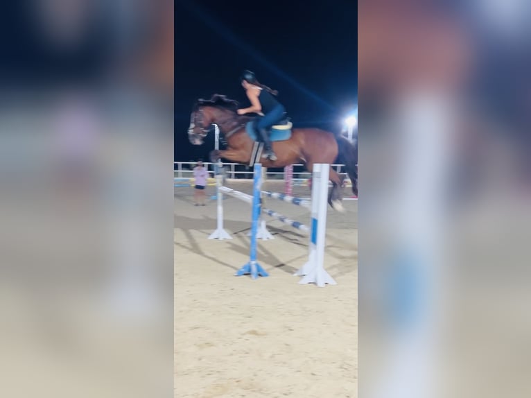 Thoroughbred Gelding 12 years 16 hh Bay in Lefkosia