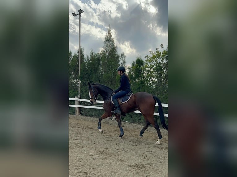 Thoroughbred Gelding 12 years 16 hh Bay in Lefkosia