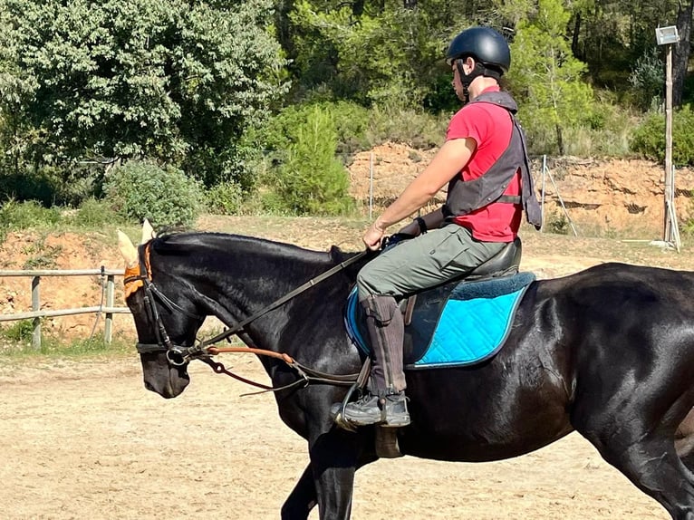 Thoroughbred Gelding 12 years 16 hh Black in El Badorc