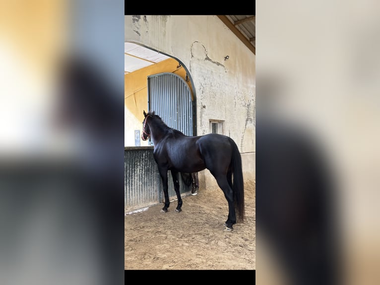 Thoroughbred Gelding 12 years 16 hh Black in Madrid