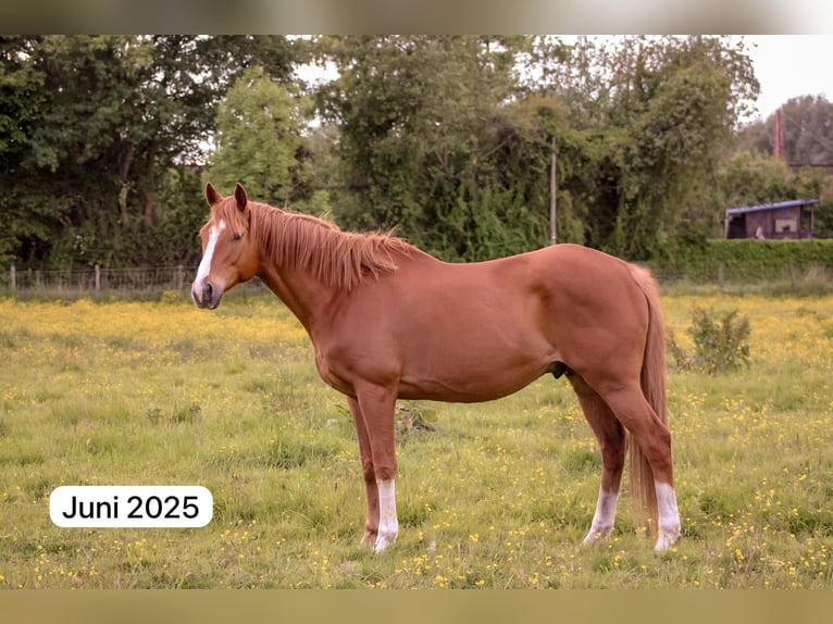 Thoroughbred Gelding 12 years 16 hh Chestnut-Red in Bremen