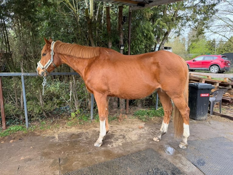 Thoroughbred Gelding 12 years 16 hh Chestnut-Red in Bremen