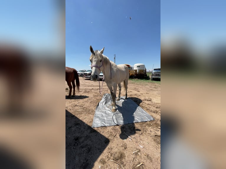 Thoroughbred Gelding 12 years 16 hh Grey-Dapple in Kersey