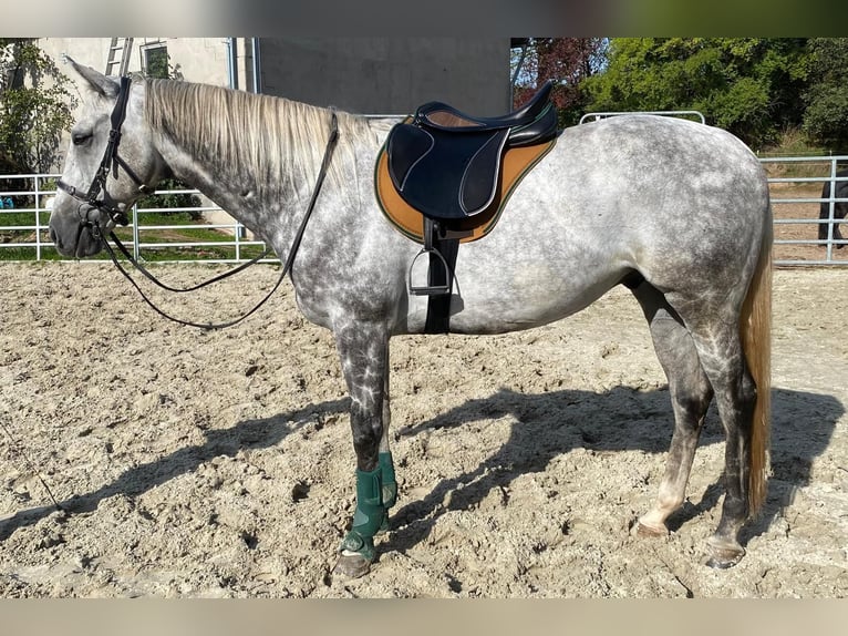 Thoroughbred Gelding 12 years 16 hh Grey in Geiselwind
