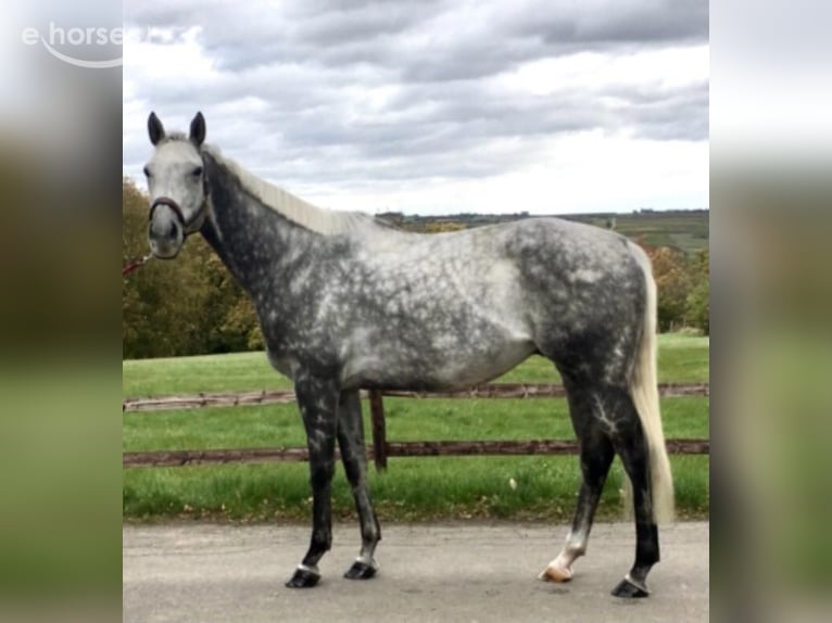 Thoroughbred Gelding 12 years 16 hh Grey in Geiselwind
