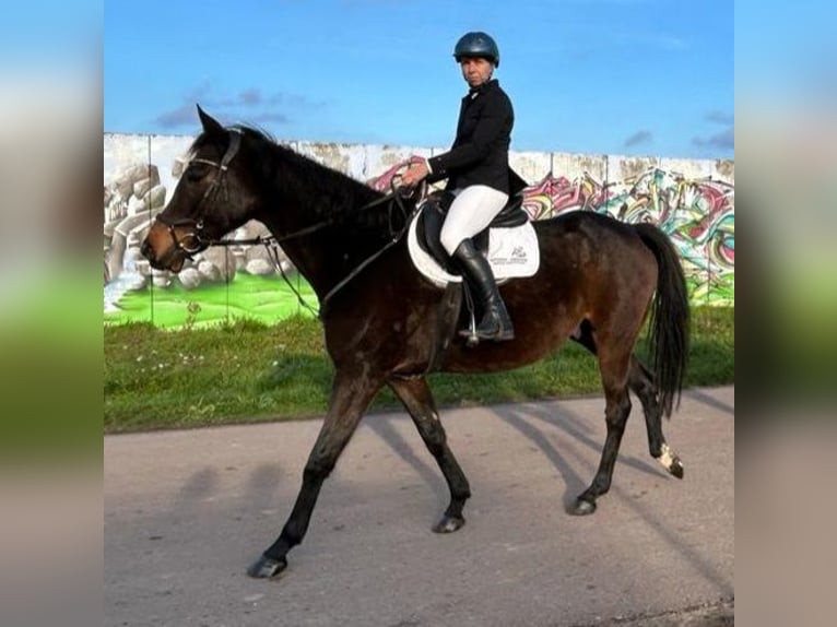 Thoroughbred Gelding 12 years 16,1 hh Bay-Dark in Aken