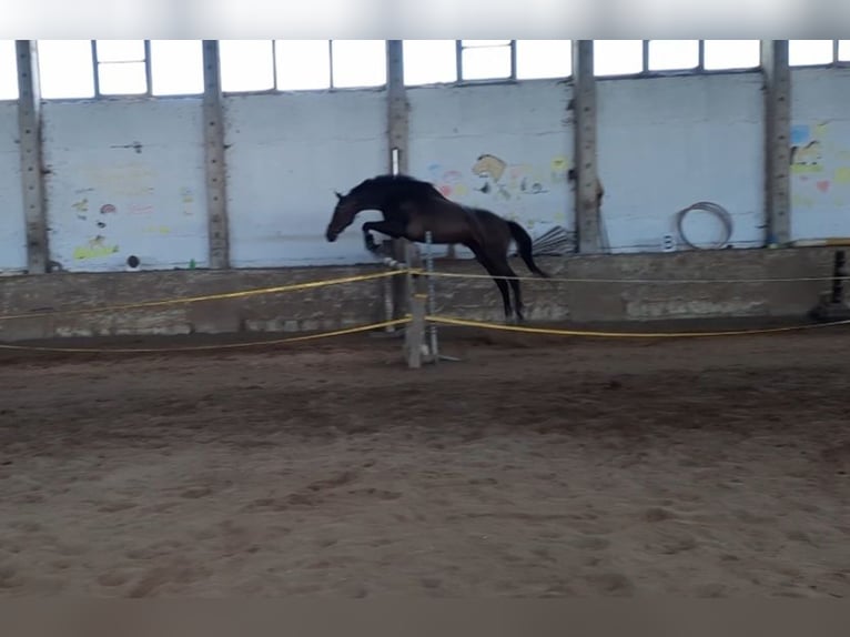 Thoroughbred Gelding 12 years 16,1 hh Bay-Dark in Aken