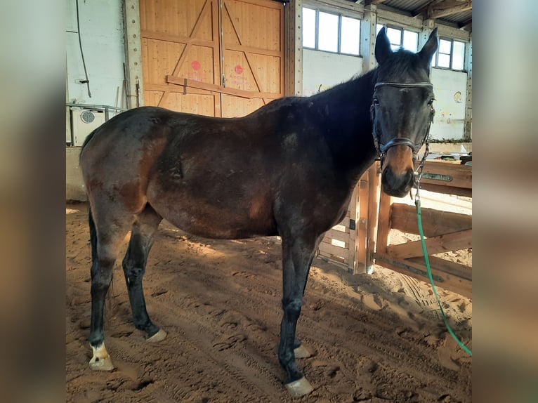 Thoroughbred Gelding 12 years 16,1 hh Bay-Dark in Aken