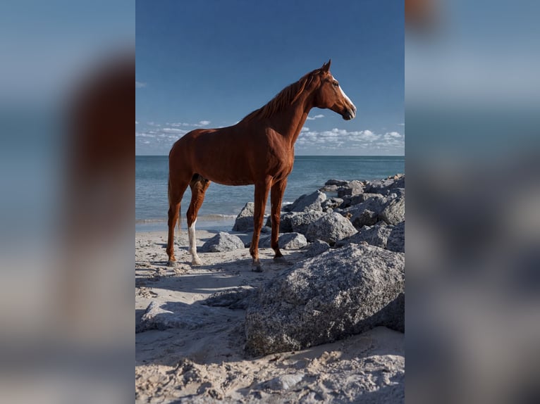Thoroughbred Gelding 12 years 16,2 hh Chestnut in Fort Lauderdale