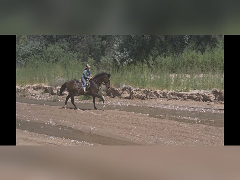 Thoroughbred Gelding 12 years 17,2 hh Bay in Santa Fe, NM