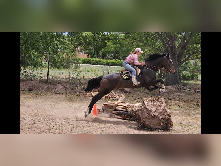 Thoroughbred Gelding 12 years 17,2 hh Bay in Santa Fe, NM