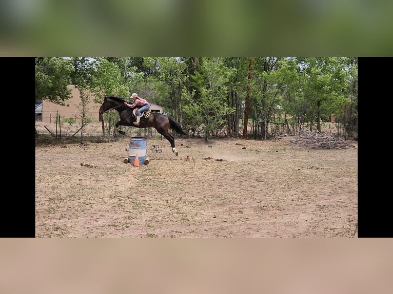 Thoroughbred Gelding 12 years 17,2 hh Bay in Santa Fe, NM