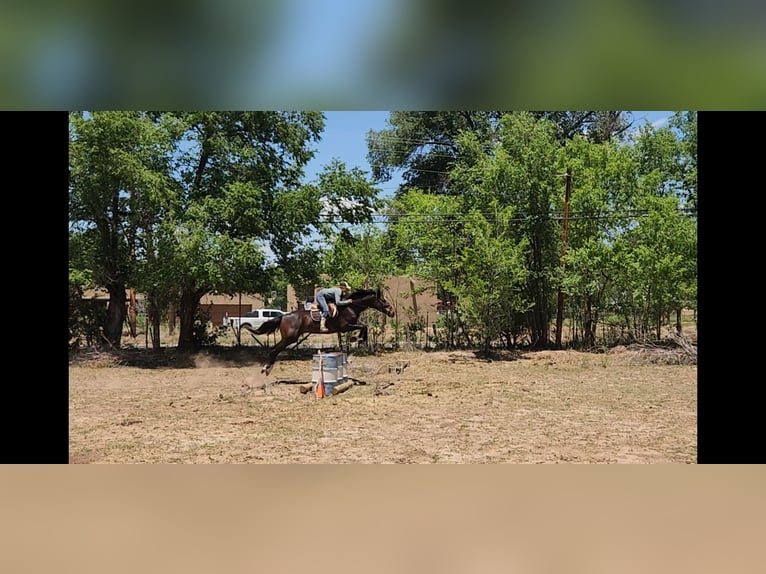 Thoroughbred Gelding 12 years 17,2 hh Bay in Santa Fe, NM