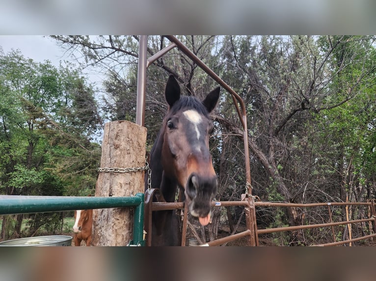 Thoroughbred Gelding 12 years 17,2 hh Bay in Santa Fe, NM