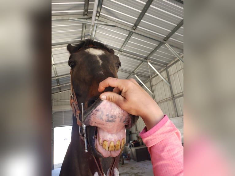 Thoroughbred Gelding 12 years 17,2 hh Bay in Santa Fe, NM