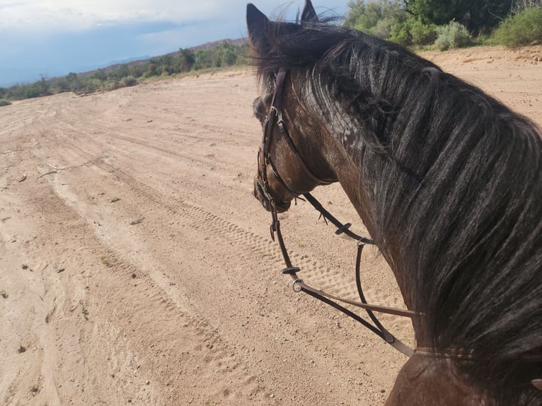 Thoroughbred Gelding 12 years 17,2 hh Bay in Santa Fe, NM
