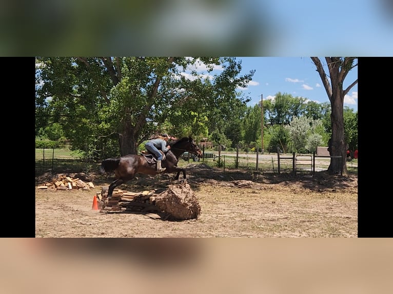 Thoroughbred Gelding 12 years 17,2 hh Bay in Santa Fe, NM