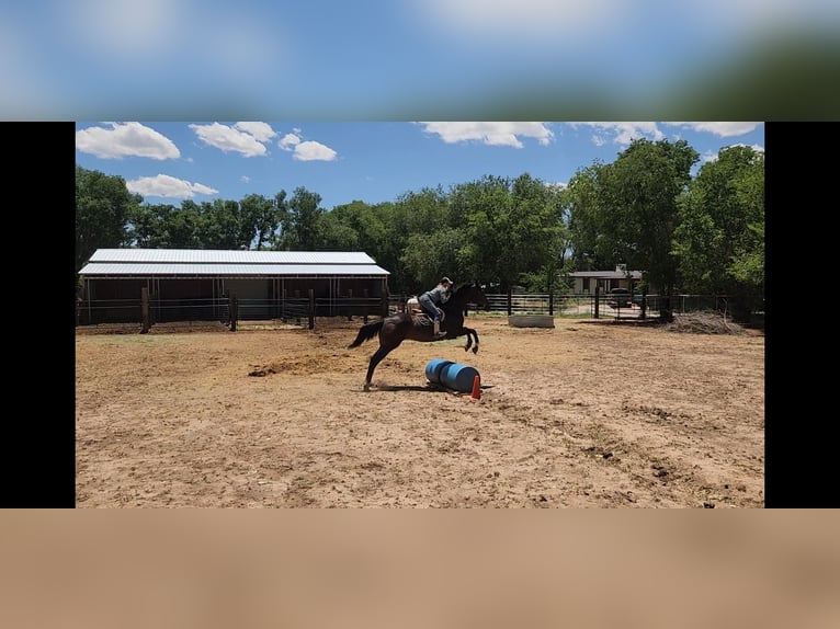 Thoroughbred Gelding 12 years 17,2 hh Bay in Santa Fe, NM