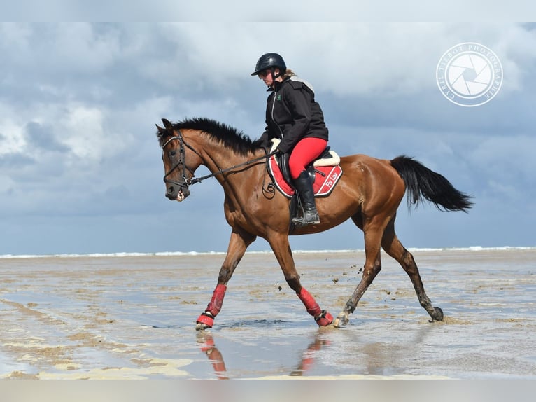 Thoroughbred Gelding 12 years 6 hh Brown in Faulquemont