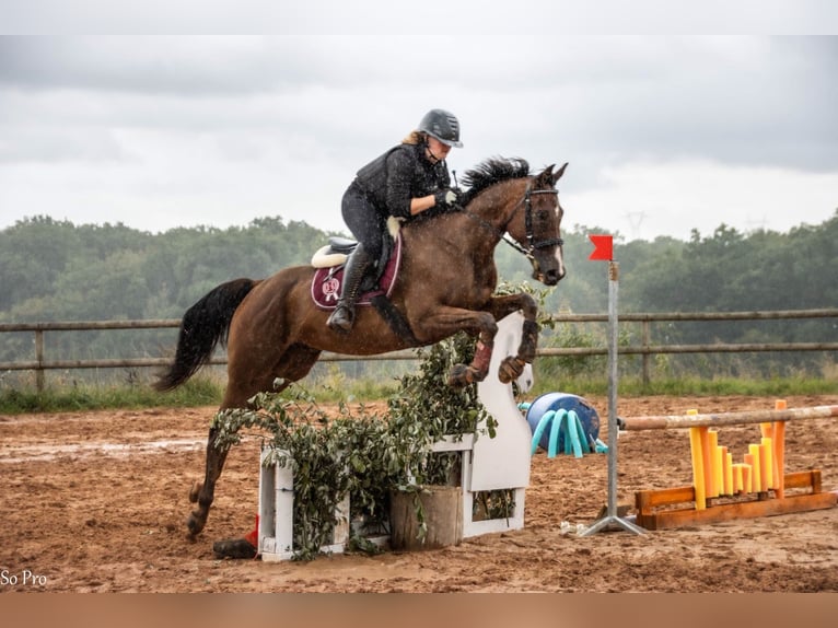 Thoroughbred Gelding 12 years 6 hh Brown in Faulquemont