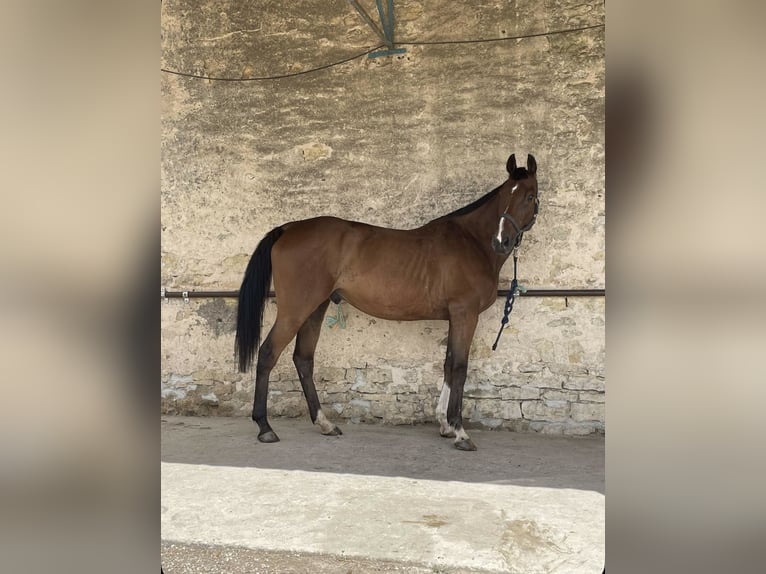 Thoroughbred Gelding 12 years 6 hh Brown in Faulquemont